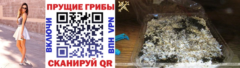 Псилоцибиновые грибы MAGIC MUSHROOMS  blacksprut зеркало  Грайворон  где найти  
